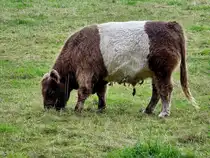 Mitte September 2025 habe ich in Hattingen w�hrend eines Spazierganges dieses Rind entdeckt.