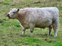 Dieses helle Rind konnte ich Mitte September 2025 in Hattingen-Holthausen ablichten.