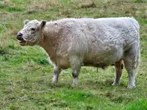 Dieses helle Rind konnte ich Mitte September 2025 in Hattingen-Holthausen ablichten.