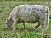 Mitte September 2025 habe ich in Hattingen whrend eines Spazierganges dieses grasende Rind entdeckt.