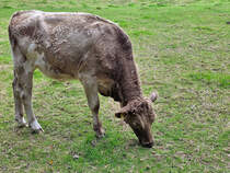 Dieser Jungbulle war Ende September 2025 in Hattingen zu sehen.