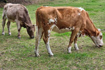 Zwei grasende Rinder, so gesehen Ende September 2025 in Hattingen.