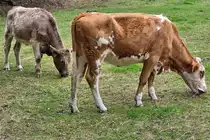 Zwei grasende Rinder, so gesehen Ende September 2025 in Hattingen.