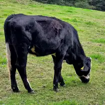 Ein dunkles Rind auf der Suche nach etwas Essbarem. (Hattingen, September 2025)