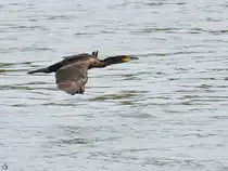 Ende September 2025 flog dieser Kormoran �ber den Rhein bei Duisburg.
