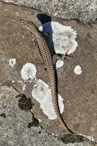 Im Rheinpark Duisburg hatte ich Ende September 2025 diese flinke Mauereidechse entdeckt.