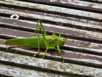 Im Bild ein Heupferd, so gesehen Anfang September 2025 in Hattingen.