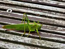 Im Bild ein Heupferd, so gesehen Anfang September 2025 in Hattingen.