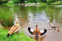 3 Nilg�nse im Stadtpark von Nordhausen am 8. Juni 2025