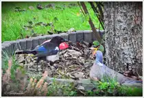 Ein ungleiches Paar, Elster & Ringeltaube. Freunde werden sie nicht werden, die kluge Elster geht in letzter Konsequenz, einem Kampf gegen die mutige und kampflustige Ringeltaube lieber aus dem Wege. Habe selber schon gesehen, wie solch eine Taube die Elster um das Rundell gejagt hat. Ende Oktober 2025.