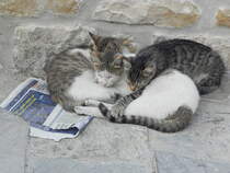 Drei Katzen in Tanger in Marokko am 06.10.2016.
Die drei lassen sich von den Nachrichten in der Zeitung anscheinend nicht beeindrucken.