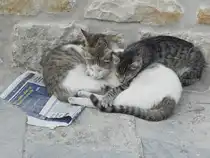 Drei Katzen in Tanger in Marokko am 06.10.2016.
Die drei lassen sich von den Nachrichten in der Zeitung anscheinend nicht beeindrucken.