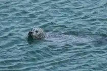 Robbe im Robbenforschungszentrum Hohe D�ne am 17. Oktober 2025 in Warnem�nde.
