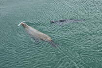 Training einer Robbe im Robbenforschungszentrum Hohe Dne am 17. Oktober 2025 in Warnemnde.