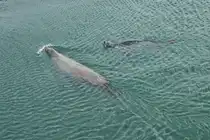 Training einer Robbe im Robbenforschungszentrum Hohe D�ne am 17. Oktober 2025 in Warnem�nde.