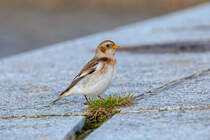 Schneeammer vor schmaler Kost auf der Mole. - 21.11.2025
