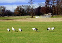 Weistrche in der Rheinebene im Breisgau, Abflug verpat ?, Nov. 2025