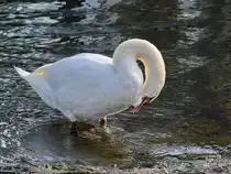 Hier ist gerade Putzstunde, ein Schwan am Traveufer. (Travem�nde, November 2025)