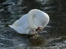 Anfang November 2025 putzte ein Schwan in Travem�nde gr�ndlich sein Gefieder.