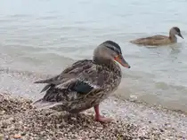Enten am Gardasee in Peschiera del Garda am 28.7.2025