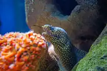 Juwelen Mur�ne im Aquarium des Meeresmuseums in Stralsund. - 20.01.2026