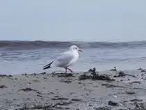 Eine Lachm�we am 12.09.2010 am Strand von Binz auf der Insel R�gen. Lachm�wen br�ten in den Verlandungszonen gr��erer Gew�sser vor allem im Binnenland, seit einiger Zeit jedoch auch zunehmend an K�sten (Wikipedia). Ihr wissenschaftliche Artname Chroicocephalus ridibundus bedeutet  die reichlich Lachende , denn er ist zusammengesetzt aus den lateinischen W�rtern ridere = lachen und abundare = reichlich. Der deutsche Name stammt von der w�rtlichen �bersetzung aus dem Lateinischen.