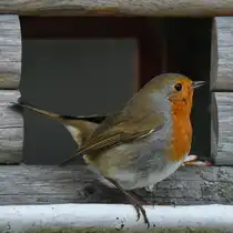 Ein Rotkehlchen in unserem Futterh�uschen. (Hattingen, Januar 2026)