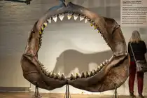 Gebiss Nachbildung  des Urzeithais  Megalodon im menschlichen Vergleich mit eingef�gter Beschreibung. Gesehen im Meeresmuseum Stralsund. - 09.01.2026

