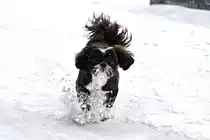 Shih-Tzu Nala, Tongeren (B), 07.01.2026
