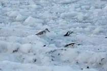 Sanderling im gecrashtem Ostseeeis. - 14.02.2026

