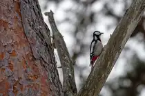 Buntspecht trommelt am morschen Ast. - 1602.2026