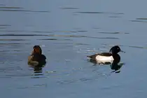 Reiherenten P�rchen im Windstillen Hafen von Sassnitz. - 26.02.2026
