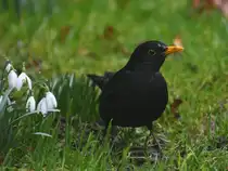 Eine Amsel war im Februar 2026 mal wieder in unserem Garten zu sehen.