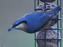 Seit langer Zeit mal wieder einen Kleiber entdeckt. (Hattingen, M�rz 2026)