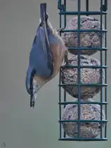 Seit langer Zeit mal wieder einen Kleiber entdeckt. (Hattingen, M�rz 2026)