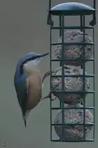 Seit langer Zeit mal wieder einen Kleiber entdeckt. (Hattingen, M�rz 2026)