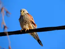 Turmfalke (Falco-tinnunculus) h�lt auf einer isolierten Freileitung Ausschau nach Nahrung; 260104 