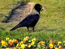 Dohle(Coloeus monedula) sammelt in den weitl�ufigen Parkanlagen von Sch�nbrunn Material zum Nestbau; 260310