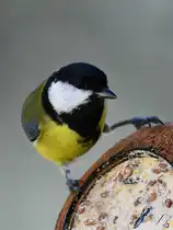 Im Bild eine Kohlmeise, welche Anfang M�rz in unserem Garten in Hattingen zu Gast war.