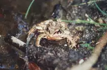 Ein Grasfrosch bei einer Begegnung auf der Insel Aver�ya in Mittelnorwegen im August 1994.