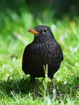 Diese Amsel war Anfang M�rz 2026 zu Gast in unserem (Hattinger) Garten.
