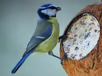 Anfang M�rz 2026 habe ich in Hattingen diese Blaumeise fotografiert.