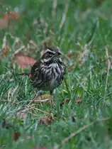 Mitte M�rz 2026 habe ich auf einer Hattinger Wiese diese Rotdrossel entdeckt.