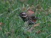 Ein Rotdrossel sucht auf einer Wiese Leckereien. (Hattingen, M�rz 2026)