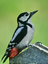 Im Bild ein Buntspecht, welcher uns Ende M�rz 2026 in Hattingen besuchte.