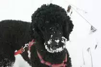 Darf ich vorstellen, Belana die Erste (K�nigspudel), die Freundin im Hause Mannes/Deflorin. Mag es wie sein Herrchen Bahn zu fahren, im Schnee zu tollen und noch vieles mehr.