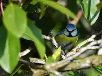 Eine Blaumeise im Rhododendronbusch, so gesehen Ende M�rz 2026 in Hattingen.