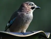 Ab und an kommt bei uns auch ein Eichelh�her vorbei. (Hattingen, M�rz 2026)