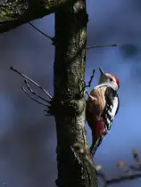 Ein Mittelspecht im noch kargen Wald, so gesehen im M�rz 2026 in Hattingen.