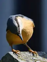 Ende M�rz 2026 habe ich in Hattingen diesen Kleiber gesichtet.